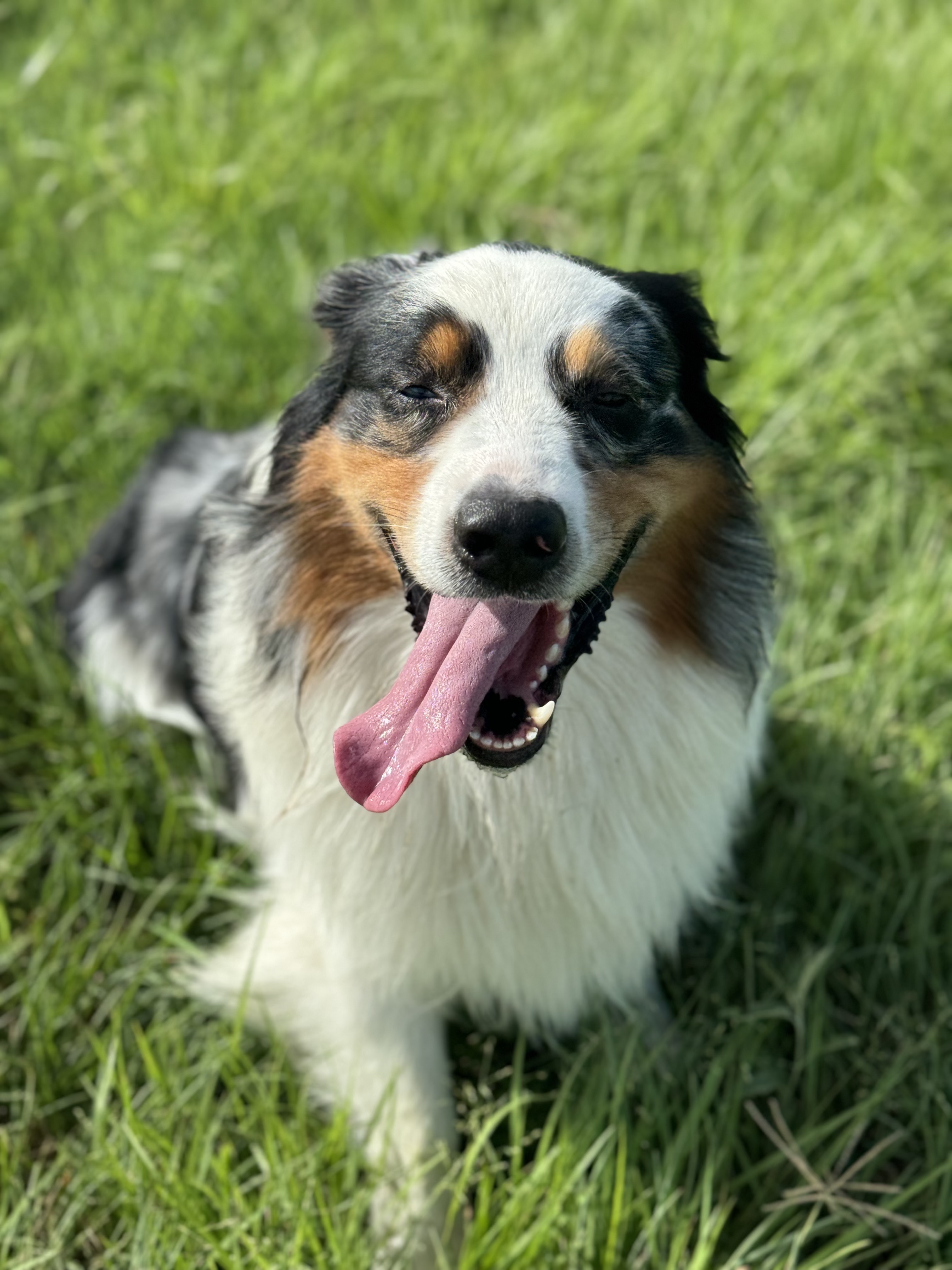 Bowie the Australian Shepherd